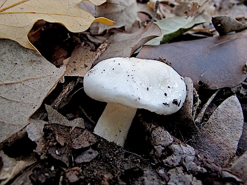 Passeggiata di oggi